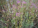Centaurea minore